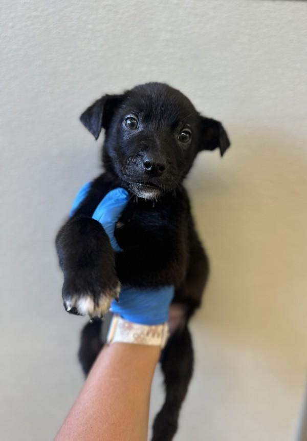 Bubba, Adoptable, Puppy Male Shepherd.
