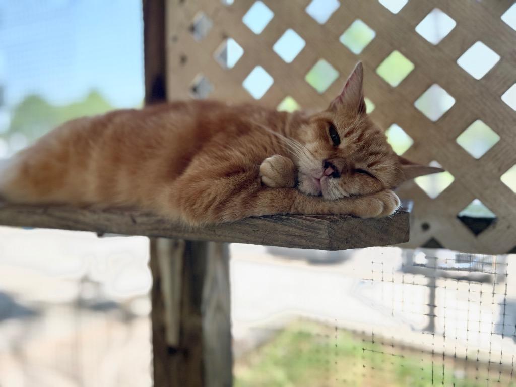 Junipurr, Adoptable, Senior Female Domestic Short Hair.