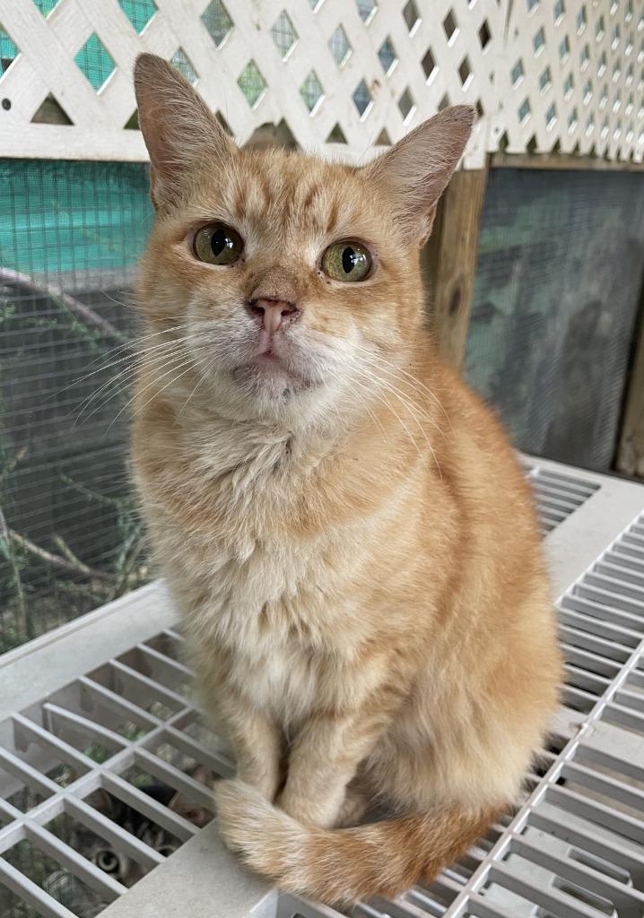 Enlarge Junipurr, a Adoptable mixed breed in Berlin, MD image 1/4