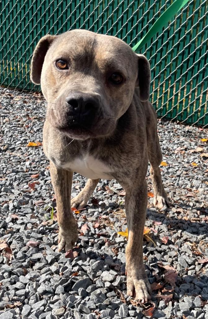 Enlarge Bear, a Adoptable mixed breed in Mount Gilead, NC image 1/3