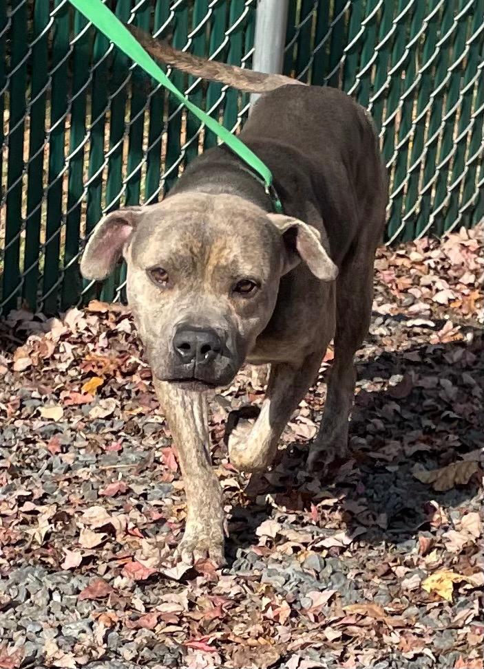 Enlarge Bear, a Adoptable mixed breed in Mount Gilead, NC image 2/3