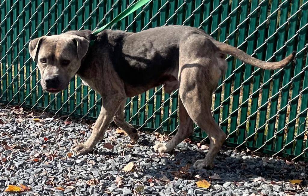 Enlarge Bear, a Adoptable mixed breed in Mount Gilead, NC image 3/3