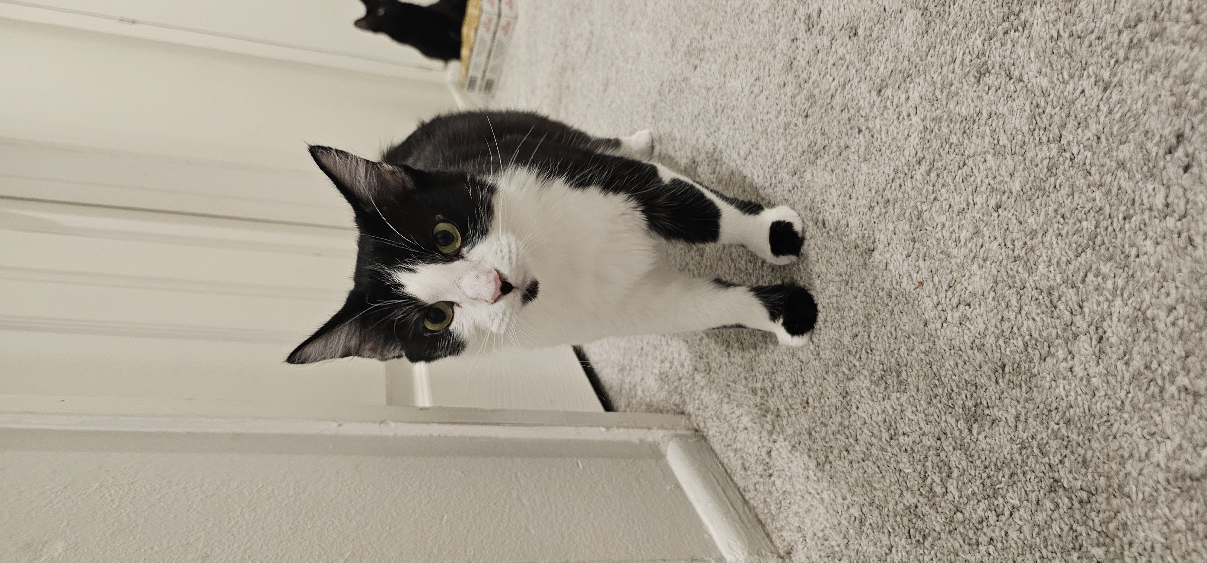 Kitty Kitty
