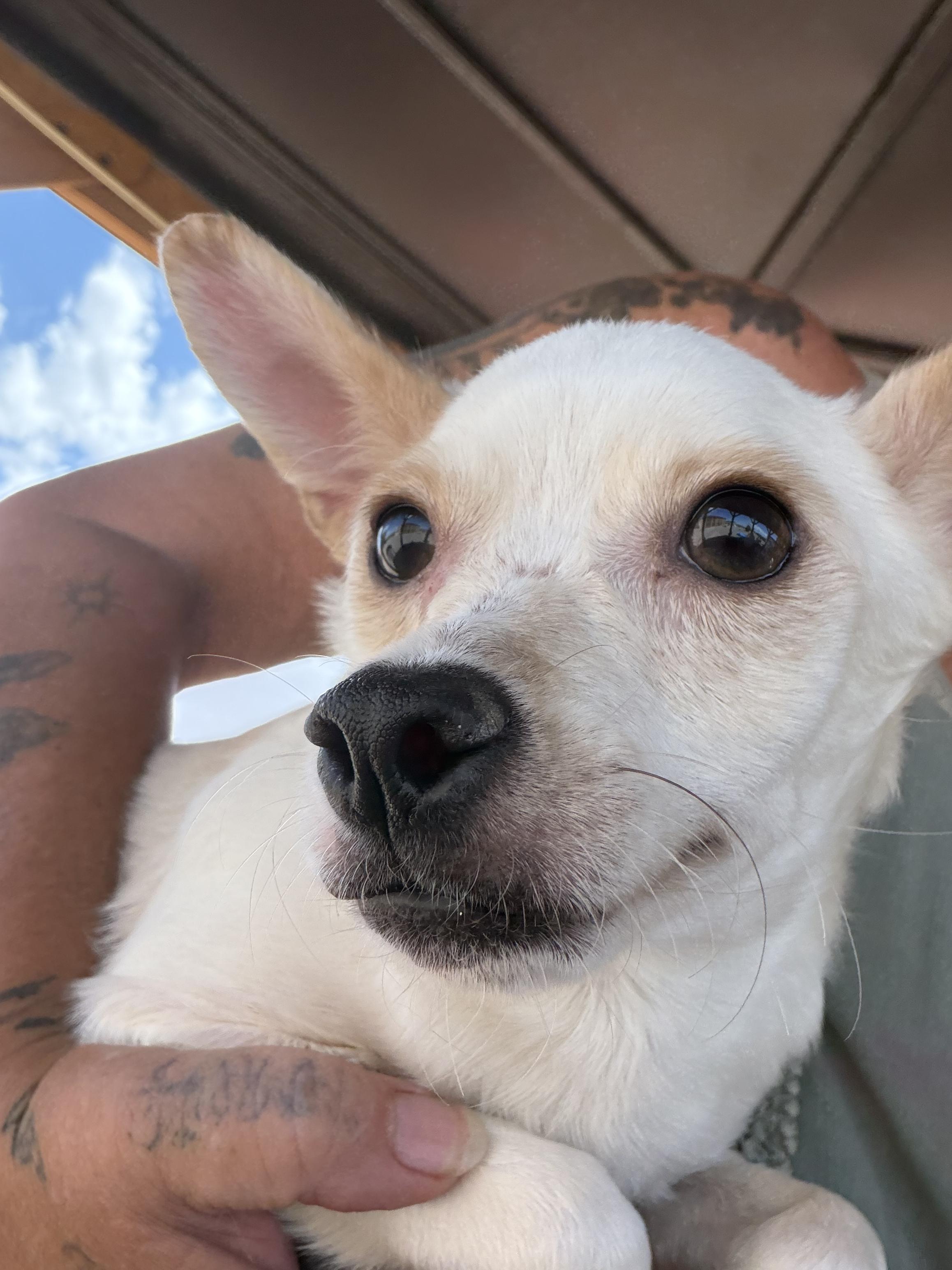 Montana, ADOPTABLE, Young Male Chihuahua & Jack Russell Terrier.