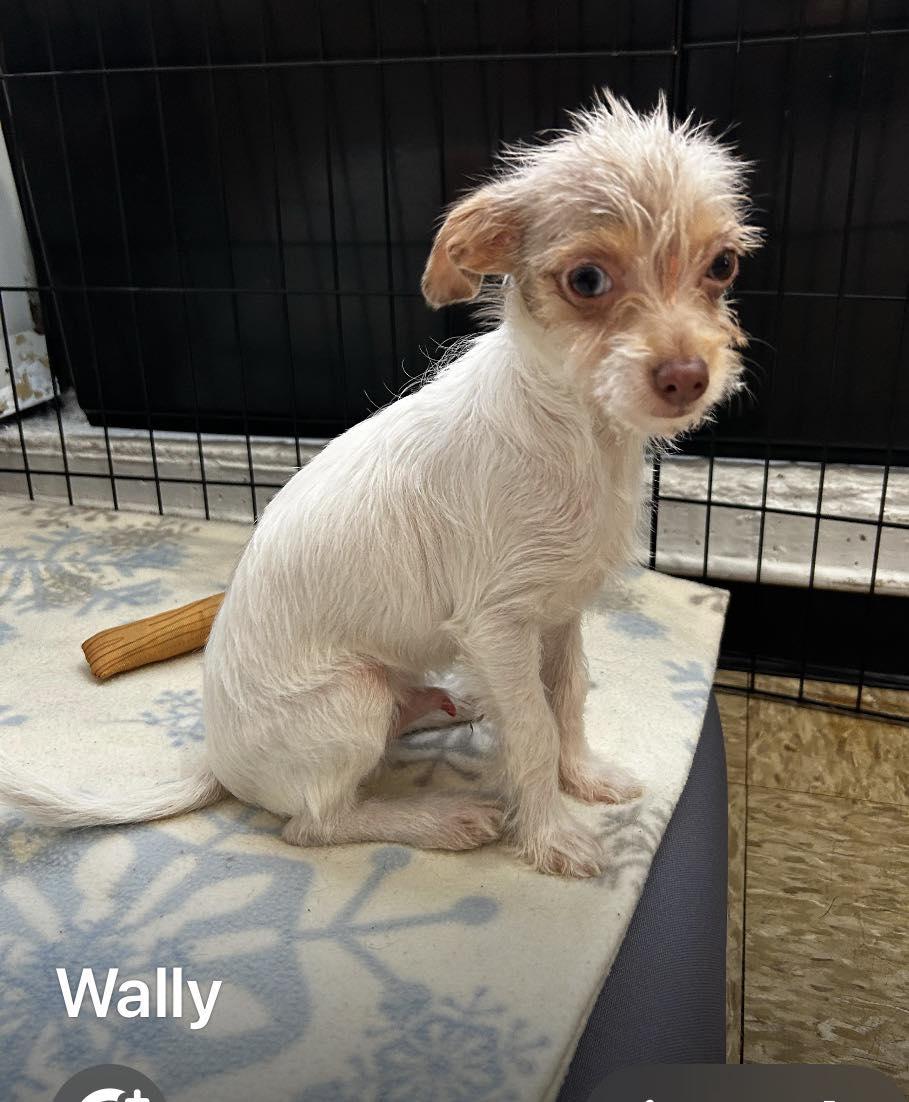 Wally, adopted, Puppy Male Chihuahua.