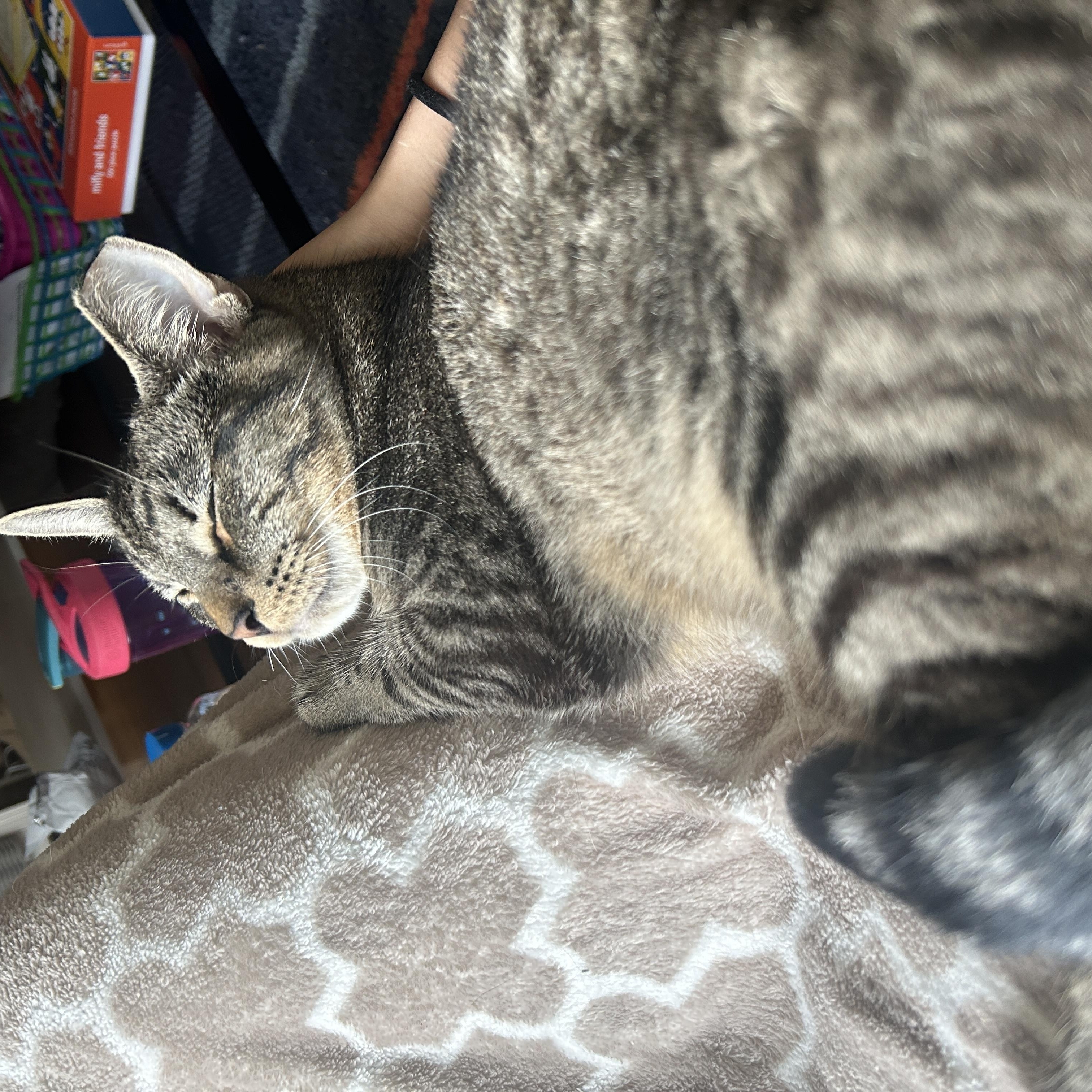 Enlarge Fiddle and Floof, a ADOPTABLE Domestic Short Hair in Huntington, MA image 6/6