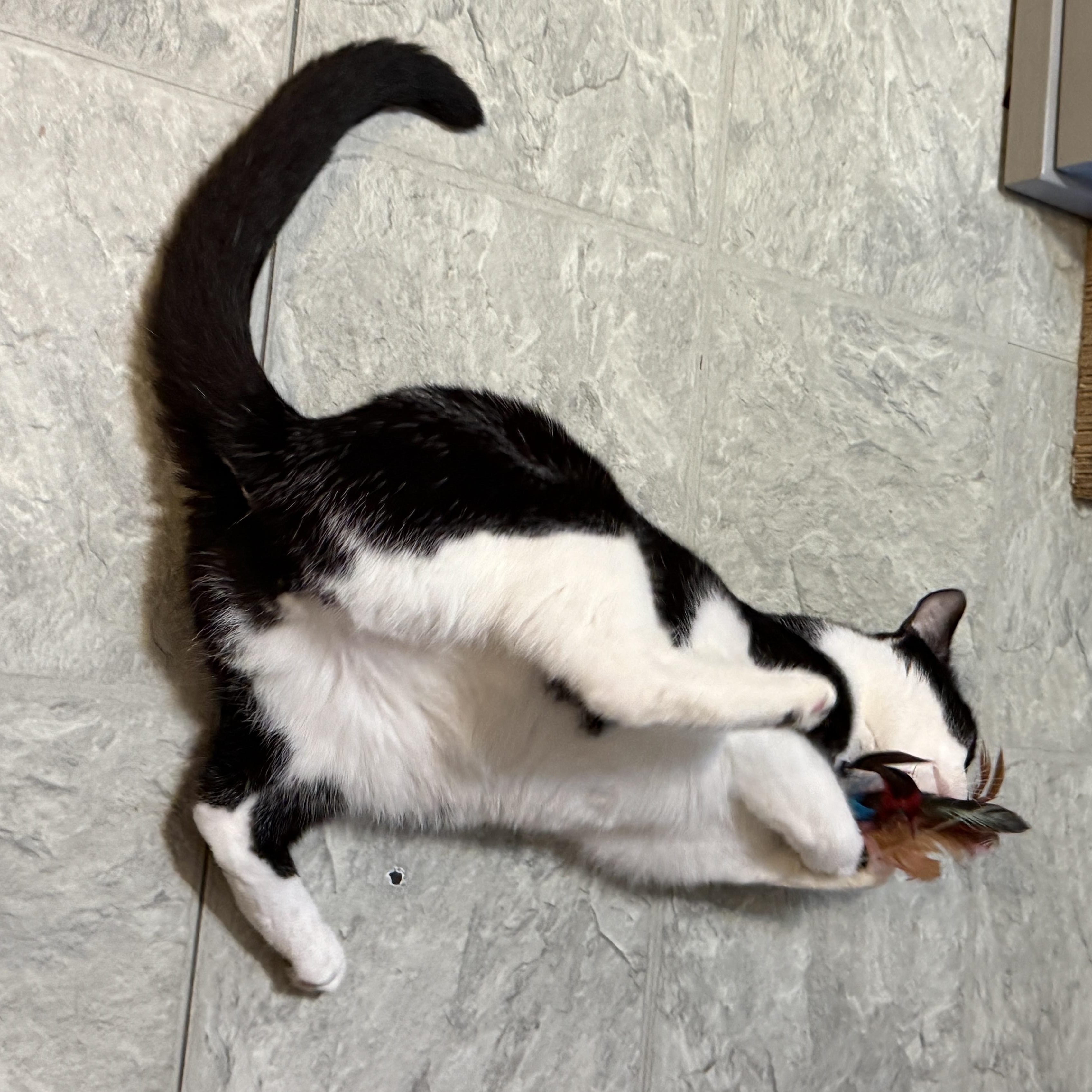 Enlarge Fiddle, a Adoptable Domestic Short Hair in Huntington, MA image 5/6