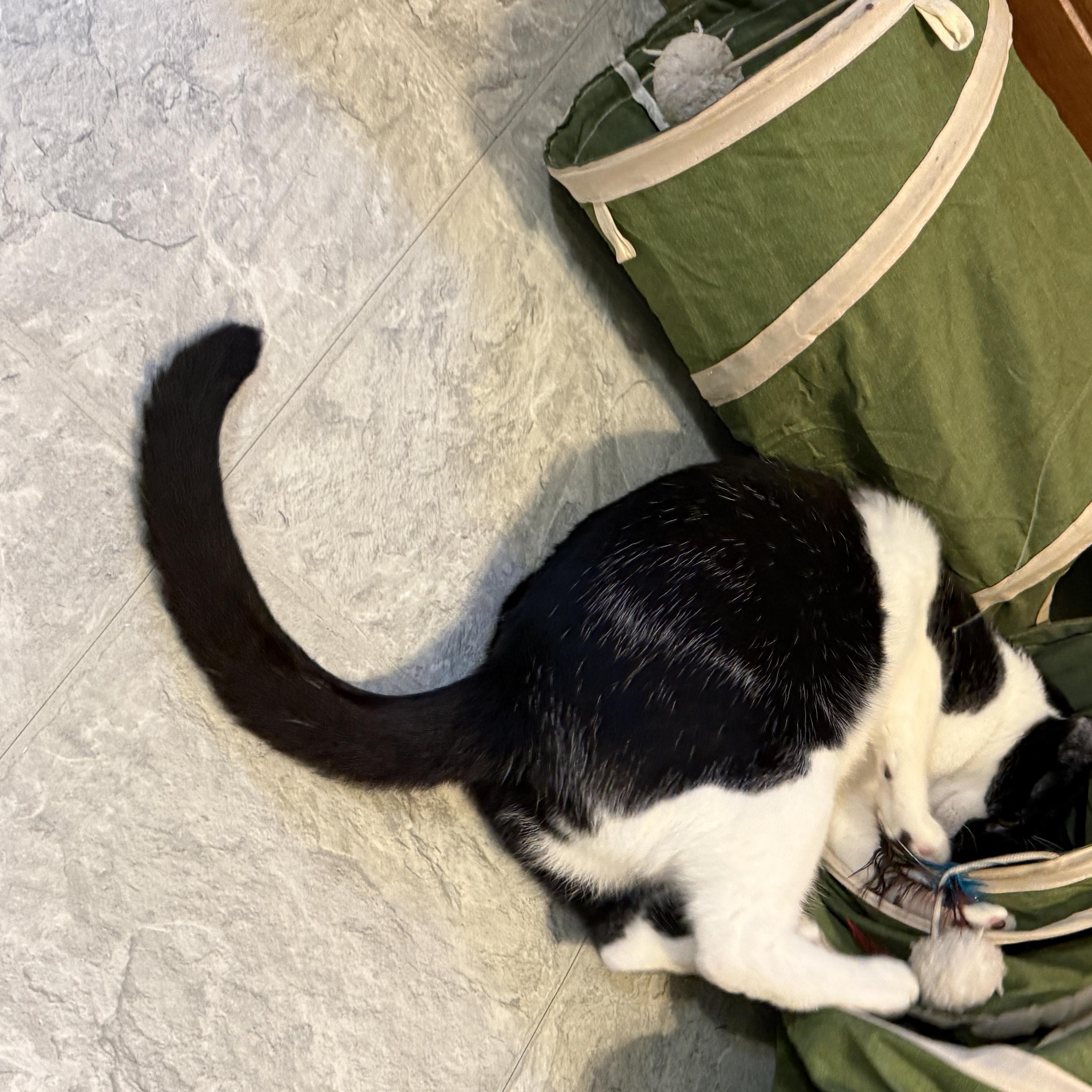 Enlarge Fiddle, a Adoptable Domestic Short Hair in Huntington, MA image 2/6