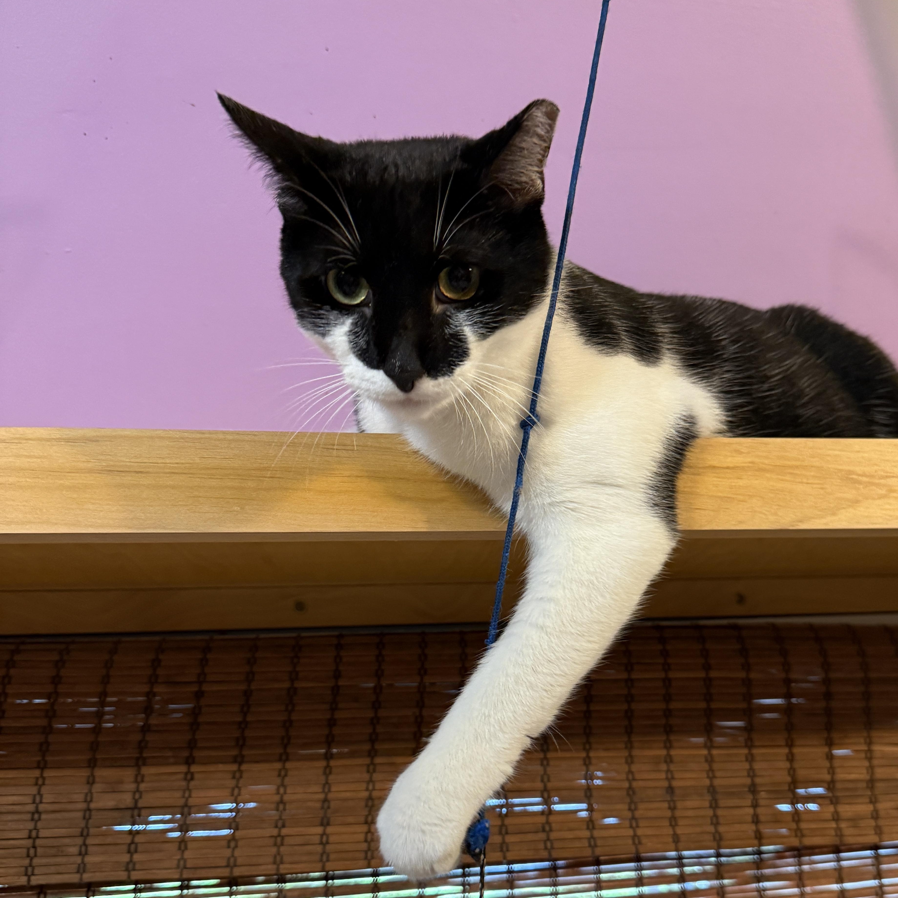 Enlarge Fiddle, a Adoptable Domestic Short Hair in Huntington, MA image 6/6