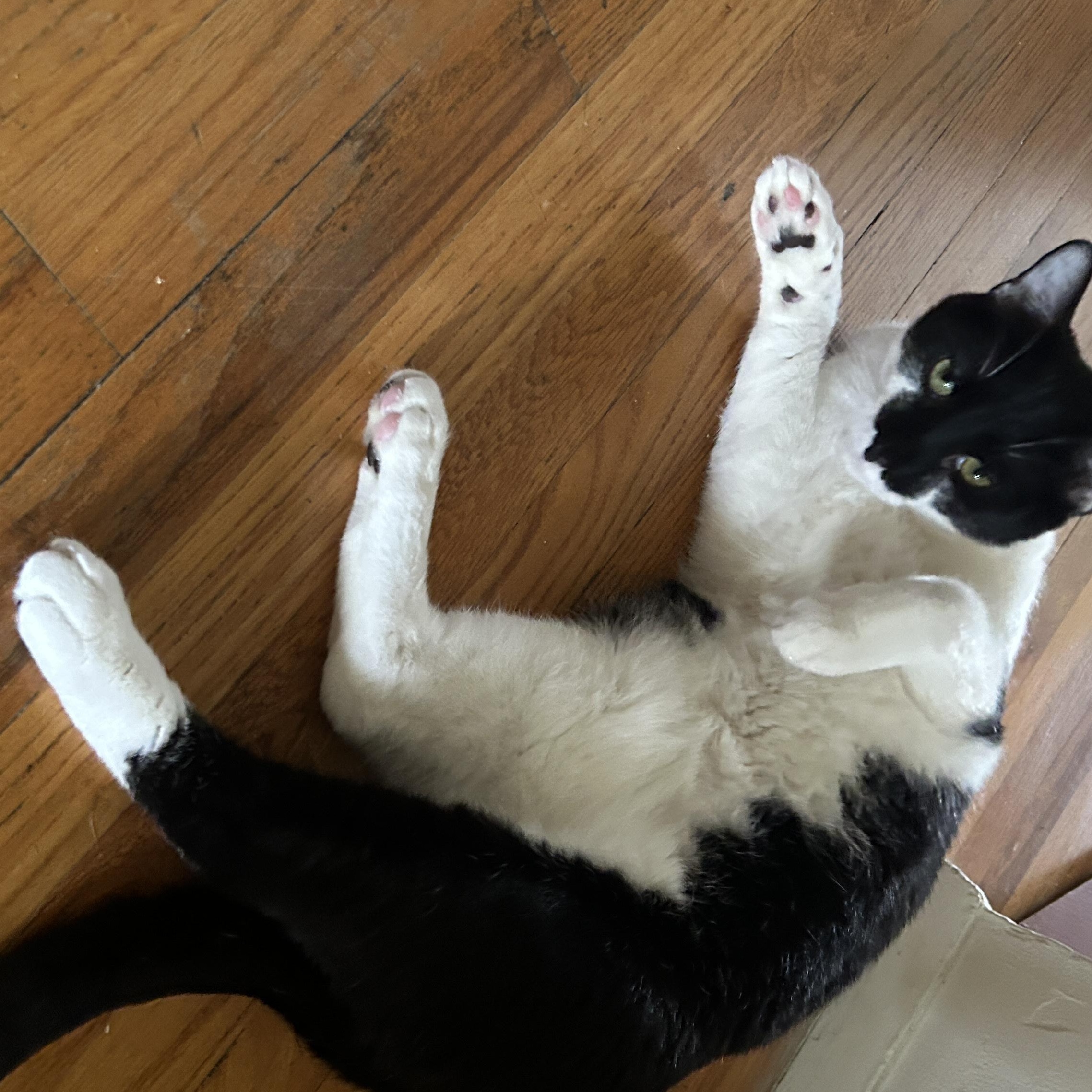 Enlarge Fiddle and Floof, a ADOPTABLE Domestic Short Hair in Huntington, MA image 5/6