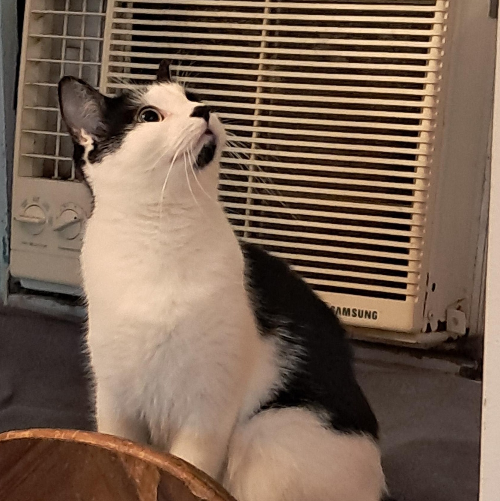 Fiddle, Adoptable, Young Male Domestic Short Hair.