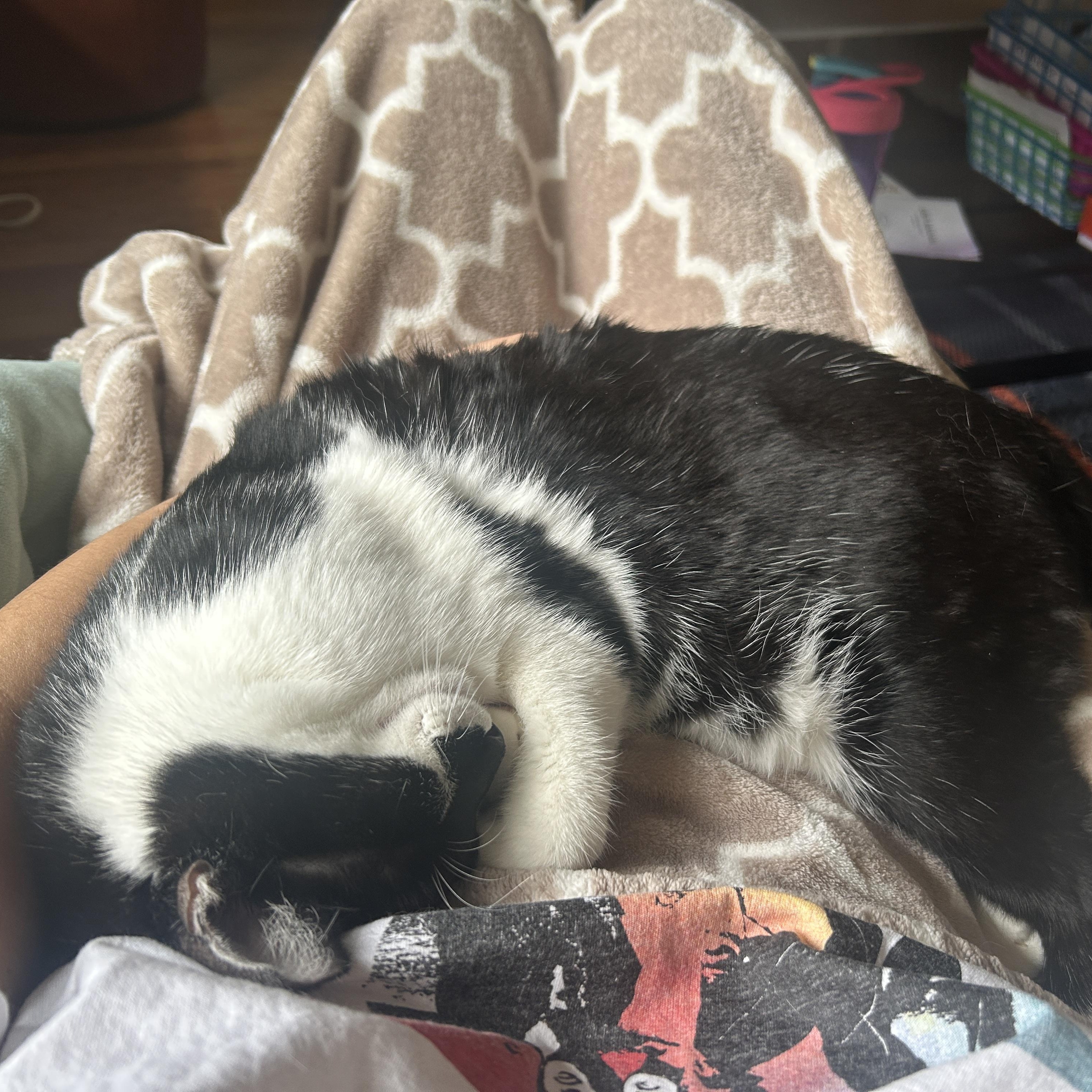 Enlarge Fiddle and Floof, a ADOPTABLE Domestic Short Hair in Huntington, MA image 4/6