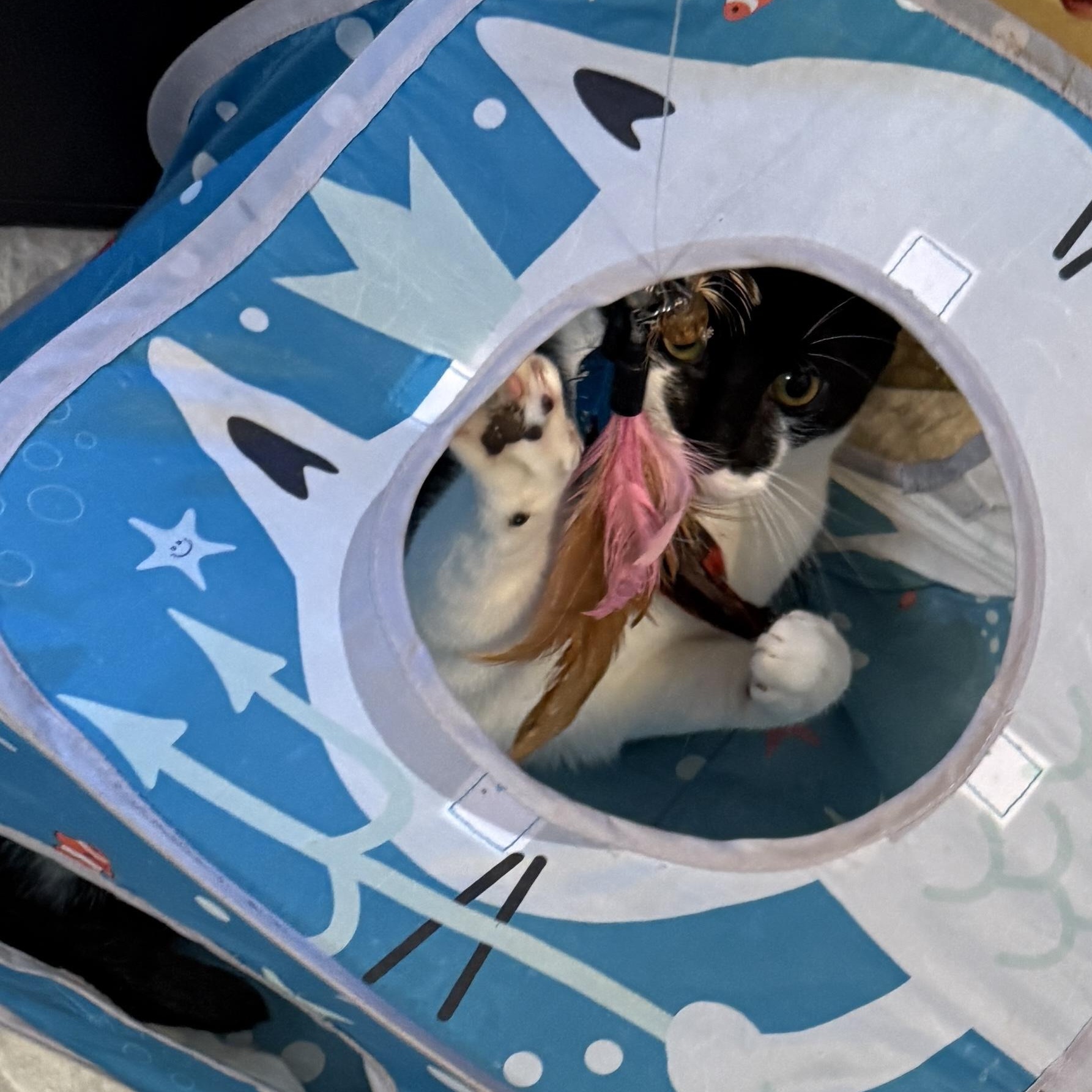 Enlarge Fiddle, a Adoptable Domestic Short Hair in Huntington, MA image 6/6