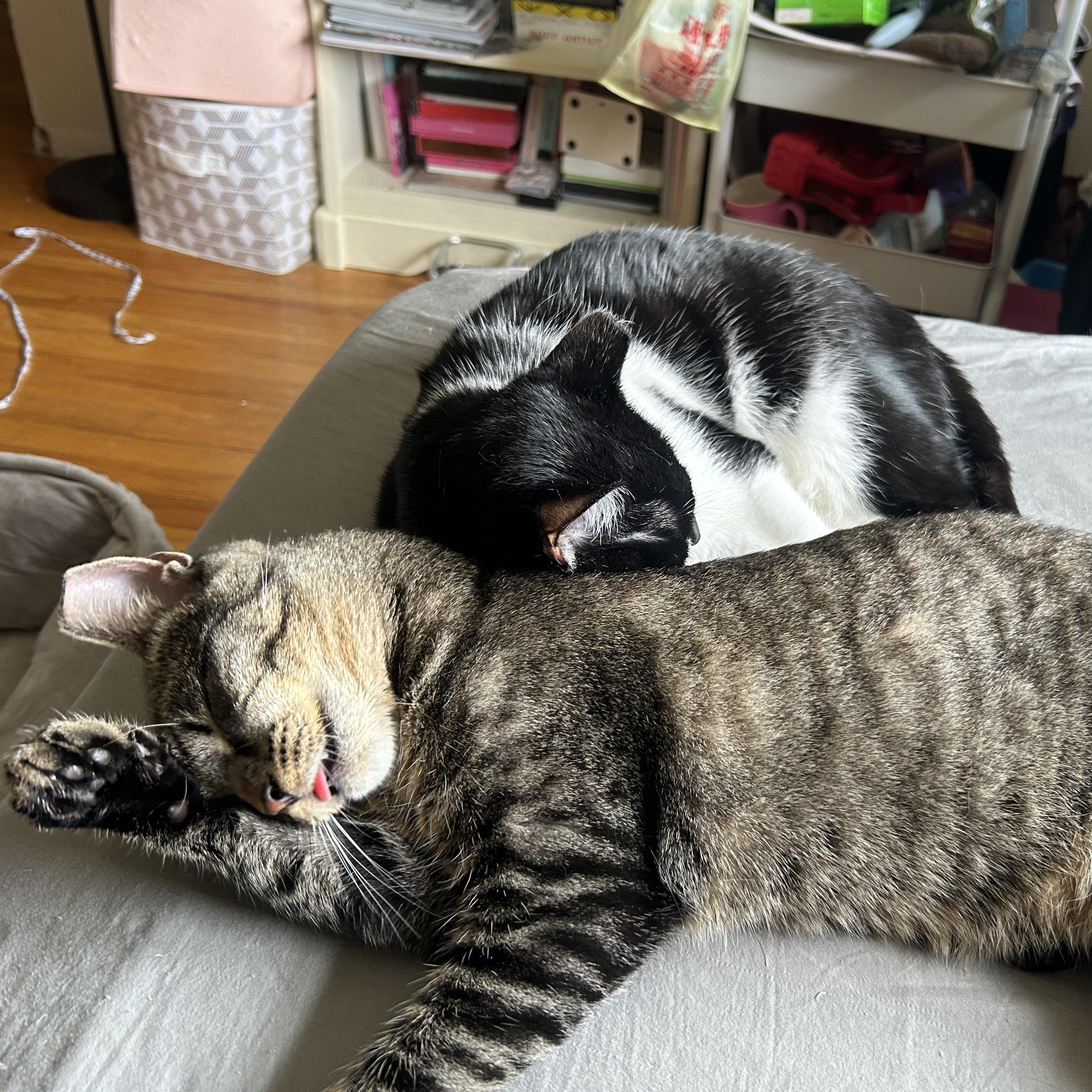 Fiddle and Floof, a ADOPTABLE Domestic Short Hair in Huntington, MA image 1/5