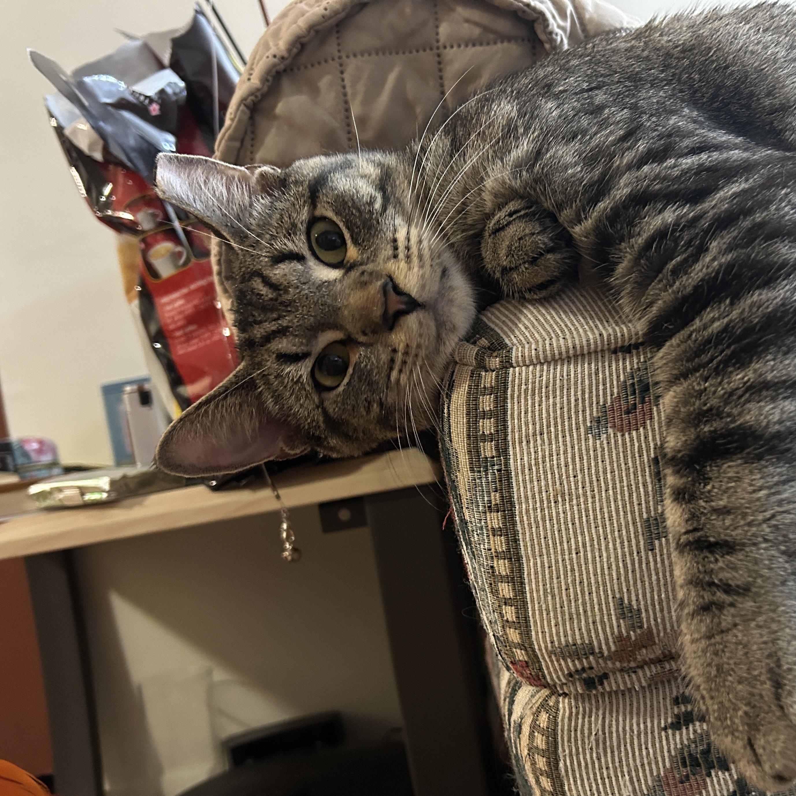 Enlarge Fiddle and Floof, a ADOPTABLE Domestic Short Hair in Huntington, MA image 3/6