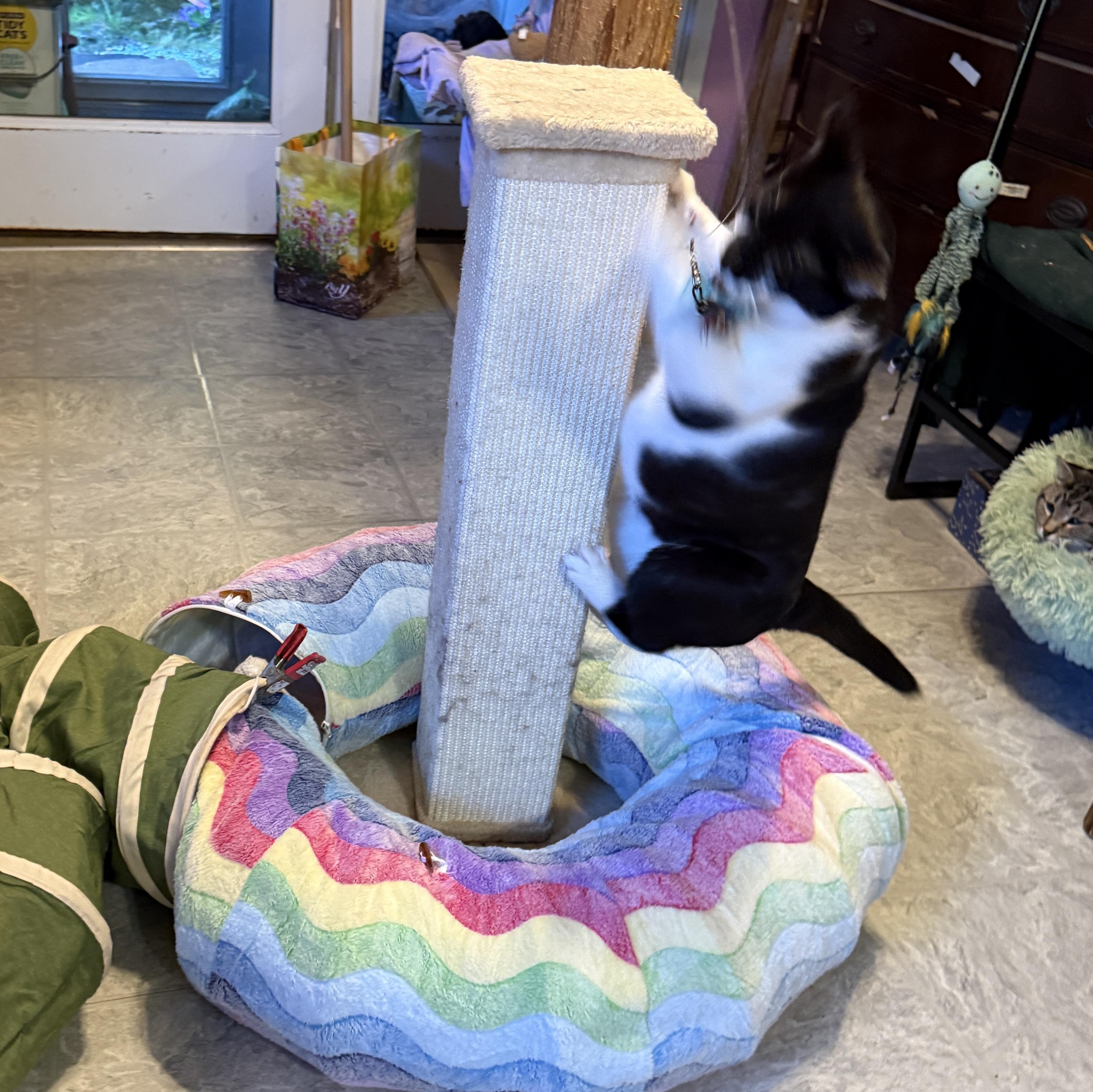 Enlarge Fiddle, a Adoptable Domestic Short Hair in Huntington, MA image 1/6