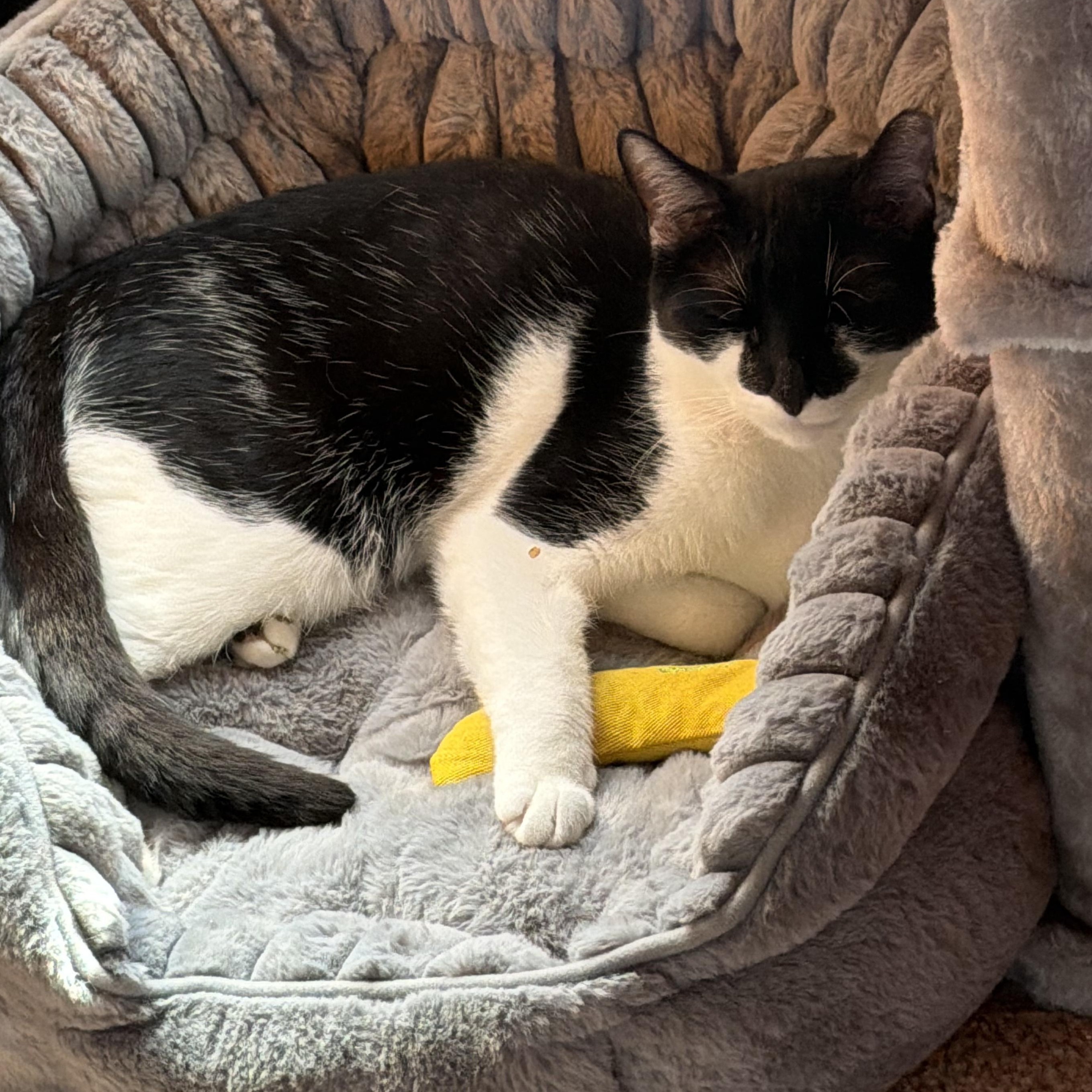 Enlarge Fiddle, a Adoptable Domestic Short Hair in Huntington, MA image 4/6