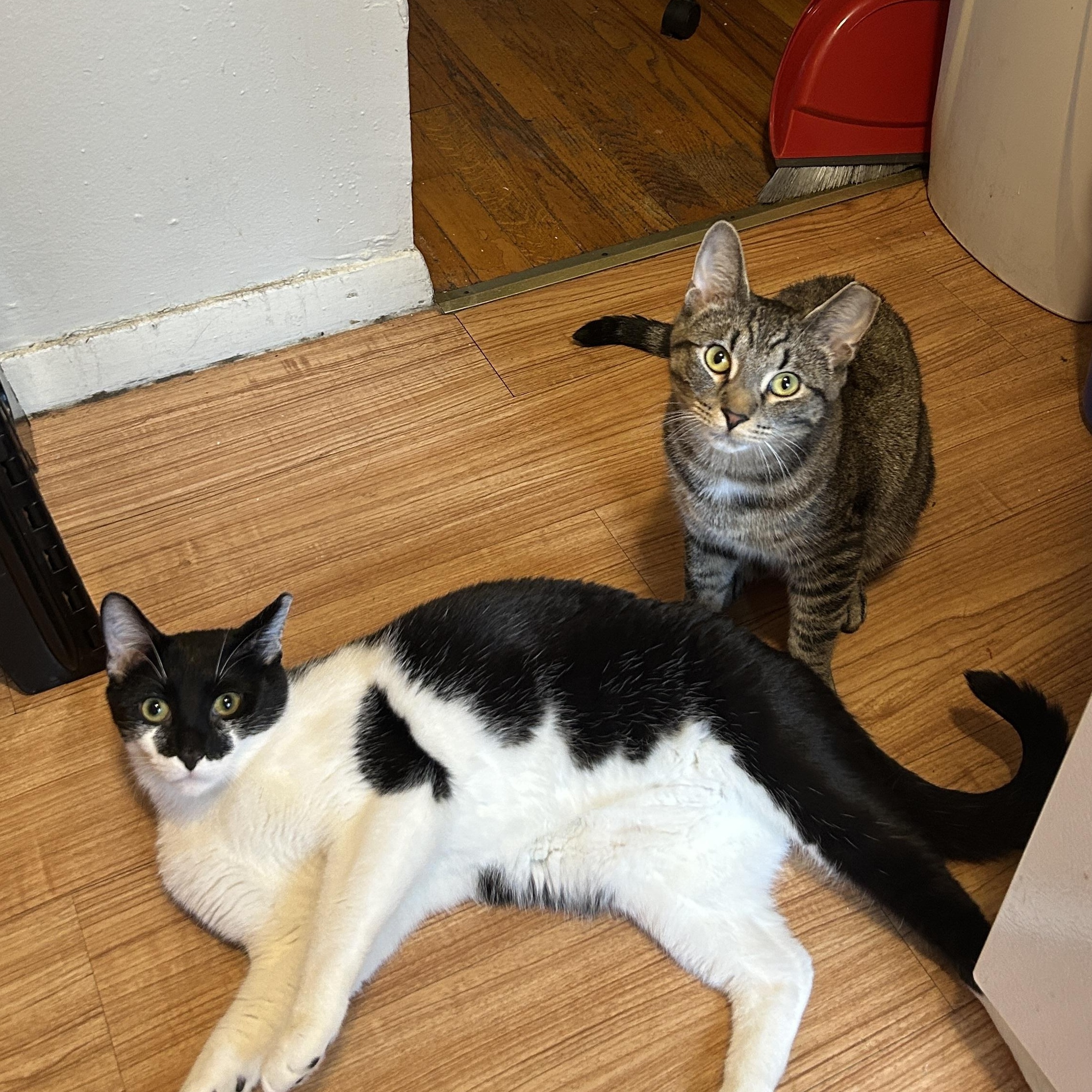 Enlarge Fiddle and Floof, a ADOPTABLE Domestic Short Hair in Huntington, MA image 2/6