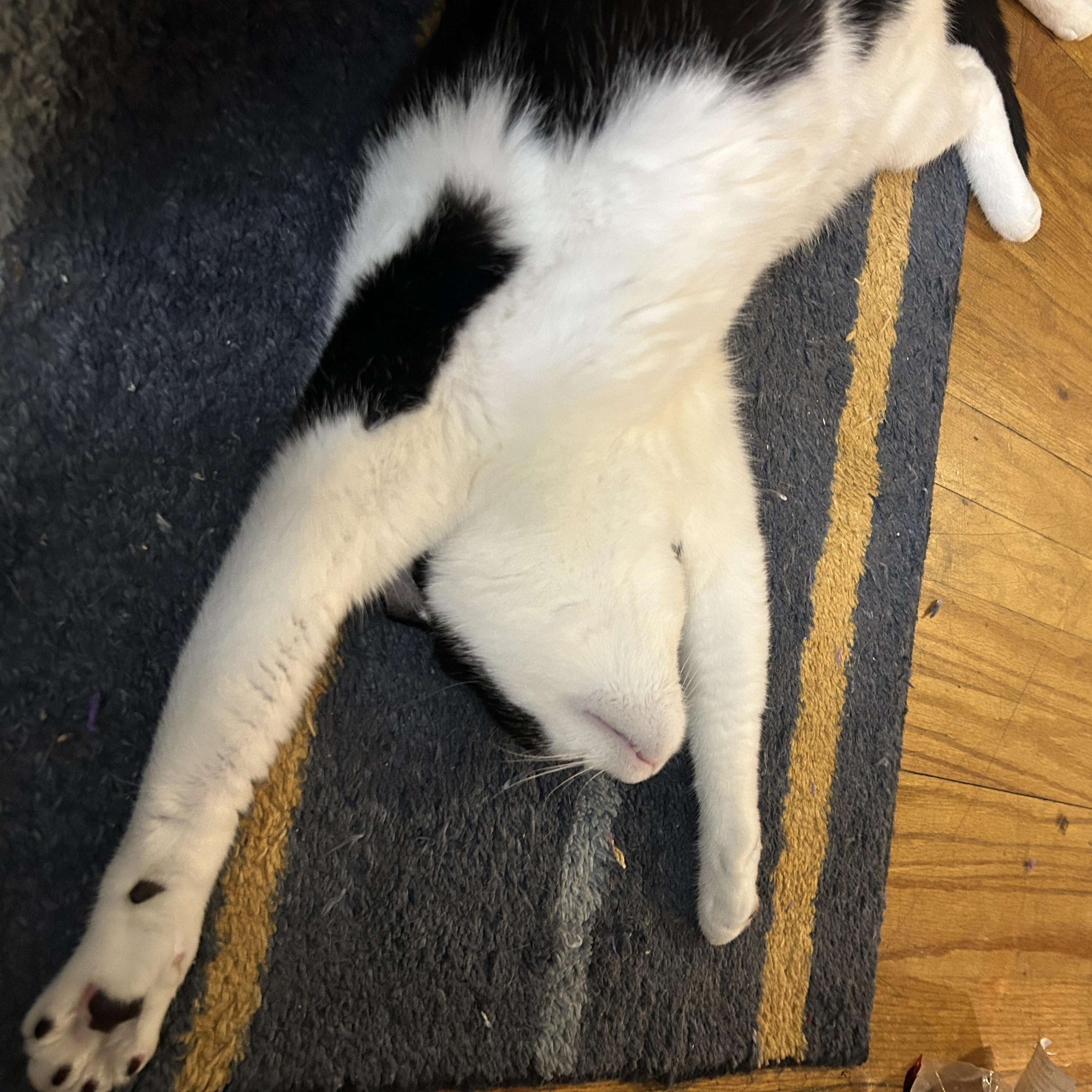 Enlarge Fiddle and Floof, a ADOPTABLE Domestic Short Hair in Huntington, MA image 5/6