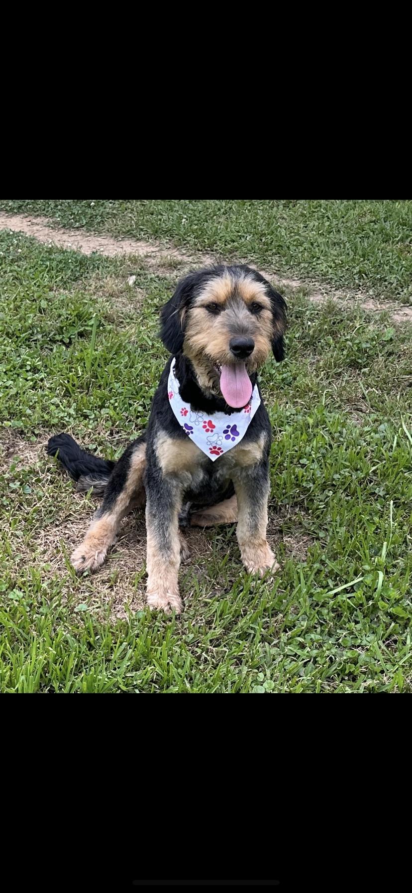 Enlarge Buddy, a Adopted Bernadoodle in Lexington, MS image 1/1