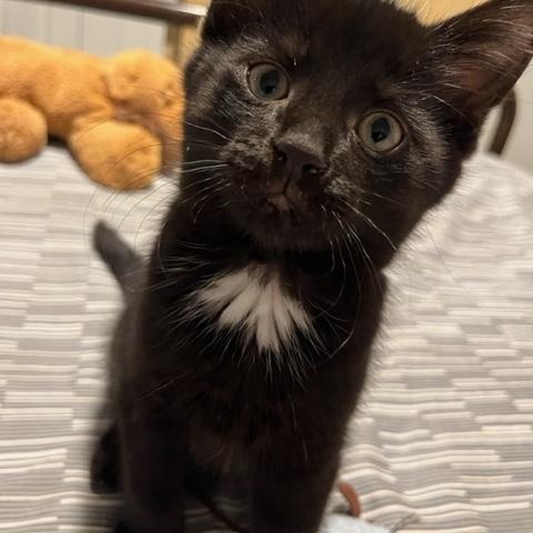 Mac (w/ Tosh Sophie's kittens)