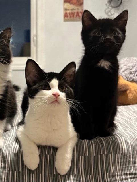 Mac (w/ Tosh Sophie's kittens)