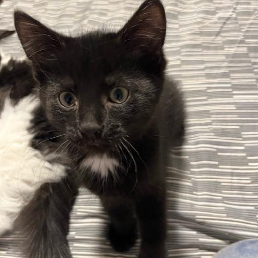 Mac (w/ Tosh Sophie's kittens)