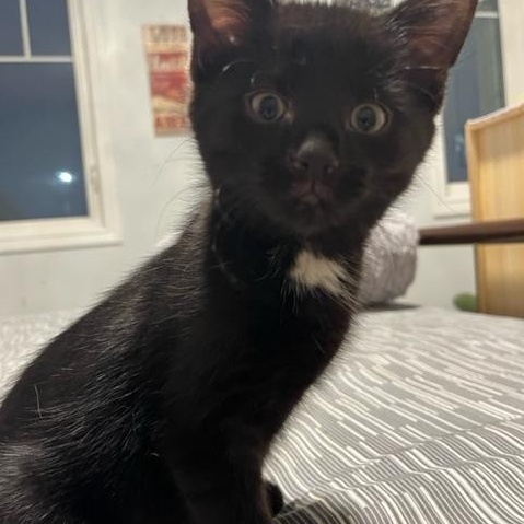 Mac (w/ Tosh Sophie's kittens)