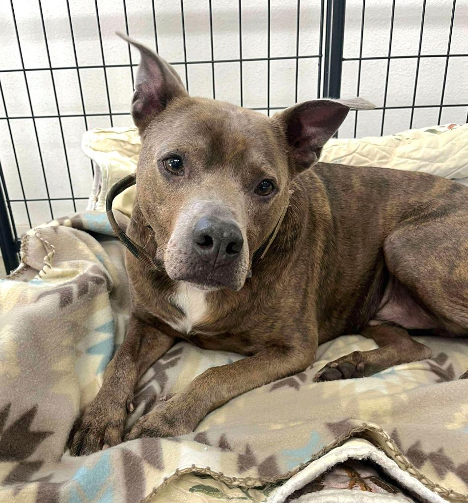 Diesel (fka Clyde) — thumbnail 2