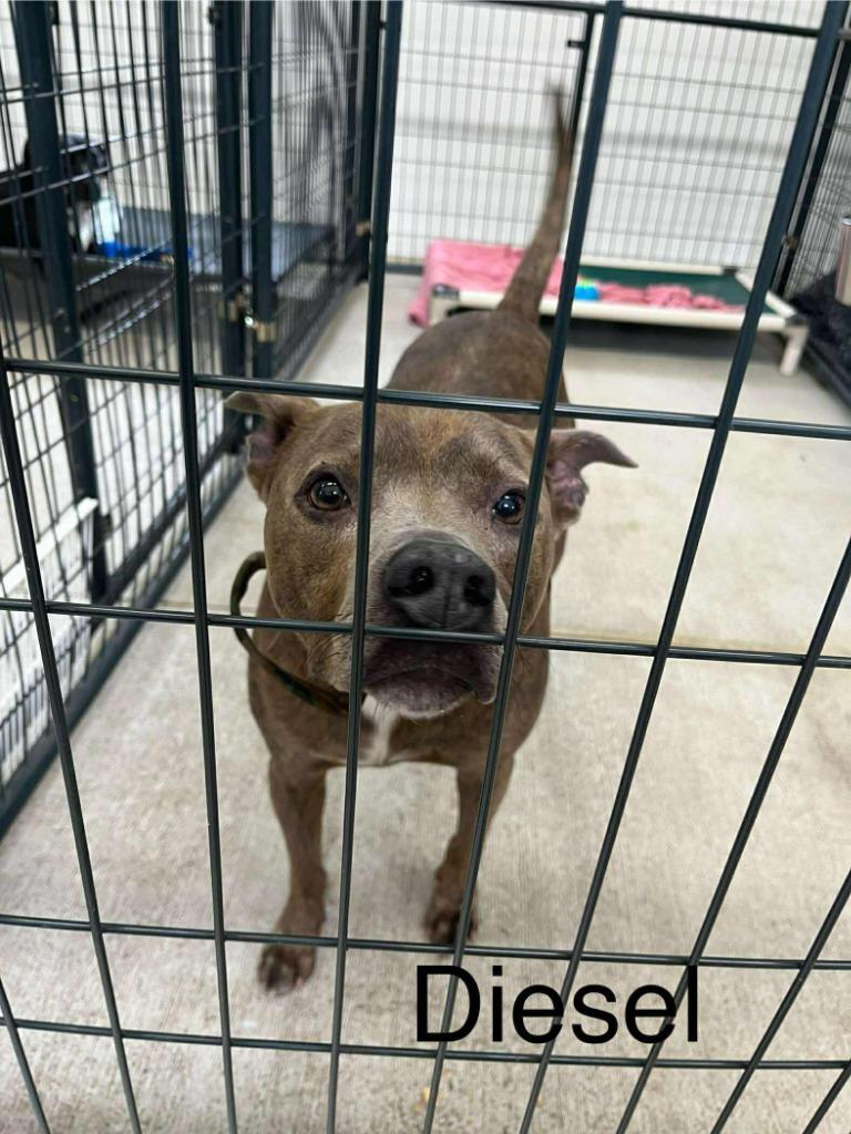 Diesel (fka Clyde) — thumbnail 3