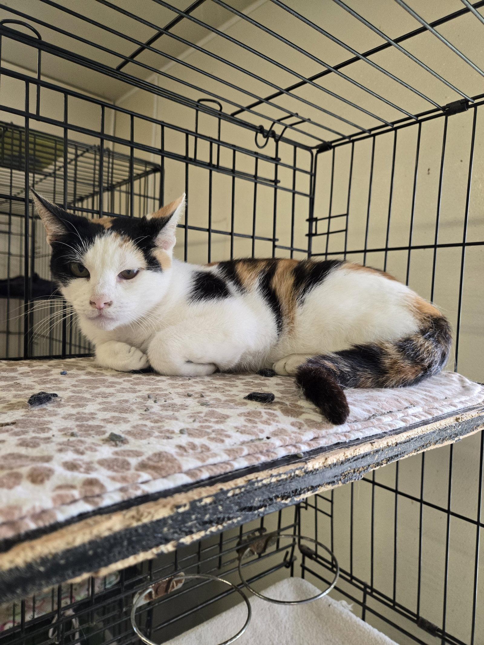 Mable, Adopted, Adult Female Calico.