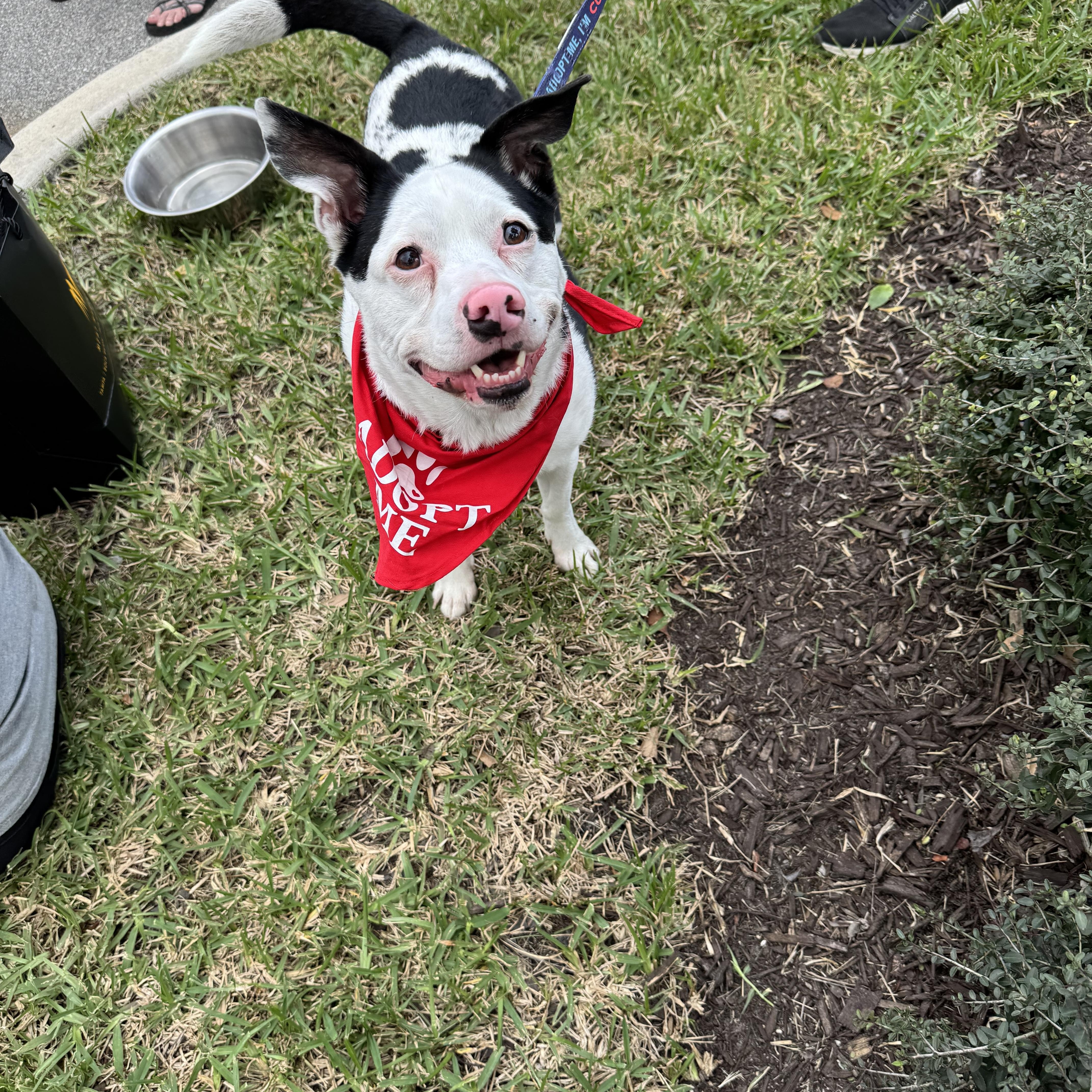 Enlarge Max, a ADOPTABLE Australian Cattle Dog / Blue Heeler in Port Saint Lucie, FL image 2/6