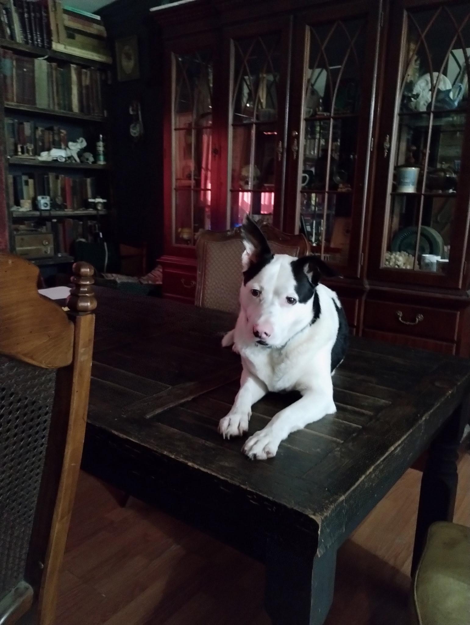 Enlarge Max, a ADOPTABLE Australian Cattle Dog / Blue Heeler in Port Saint Lucie, FL image 4/6