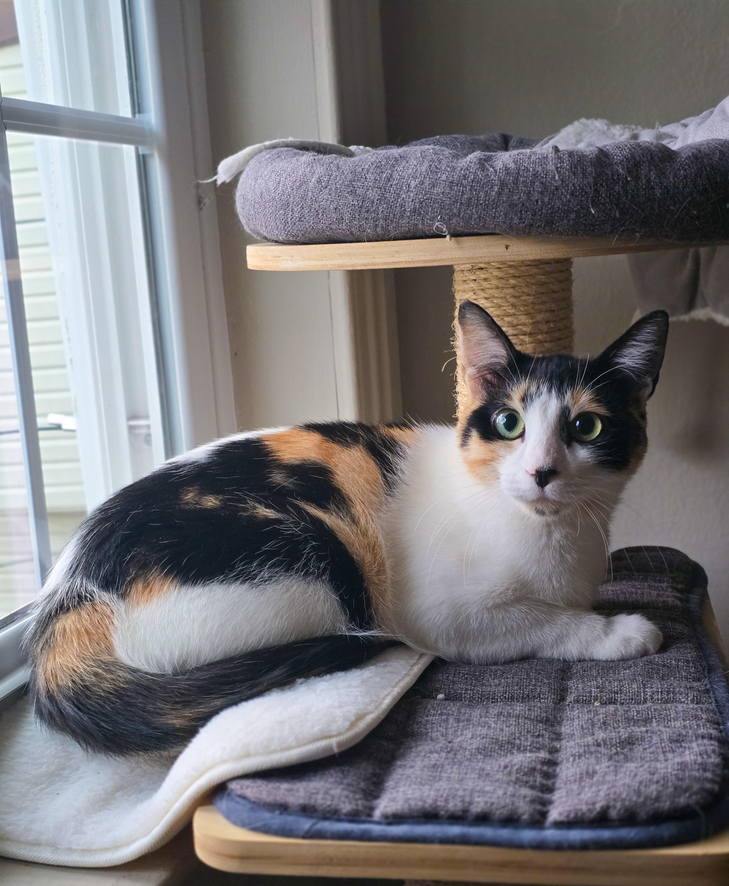 Aster, Adoptable, Young Female Calico.