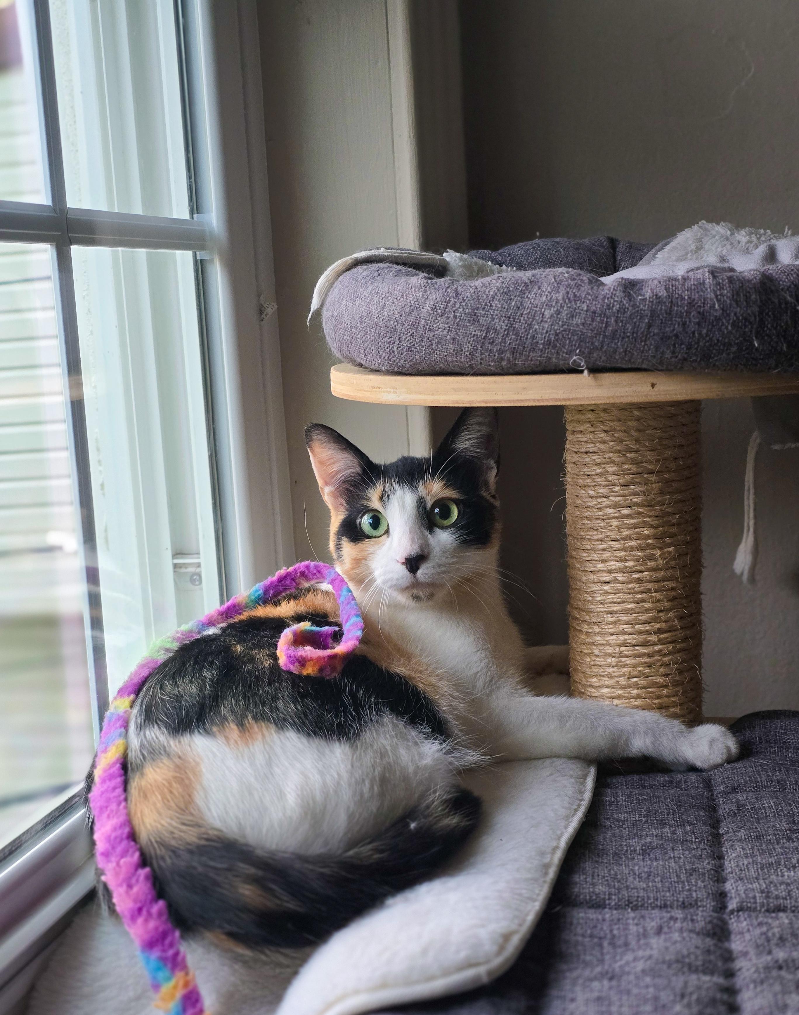 Enlarge Aster, a Adoptable Calico in Mullica Hill, NJ image 3/3