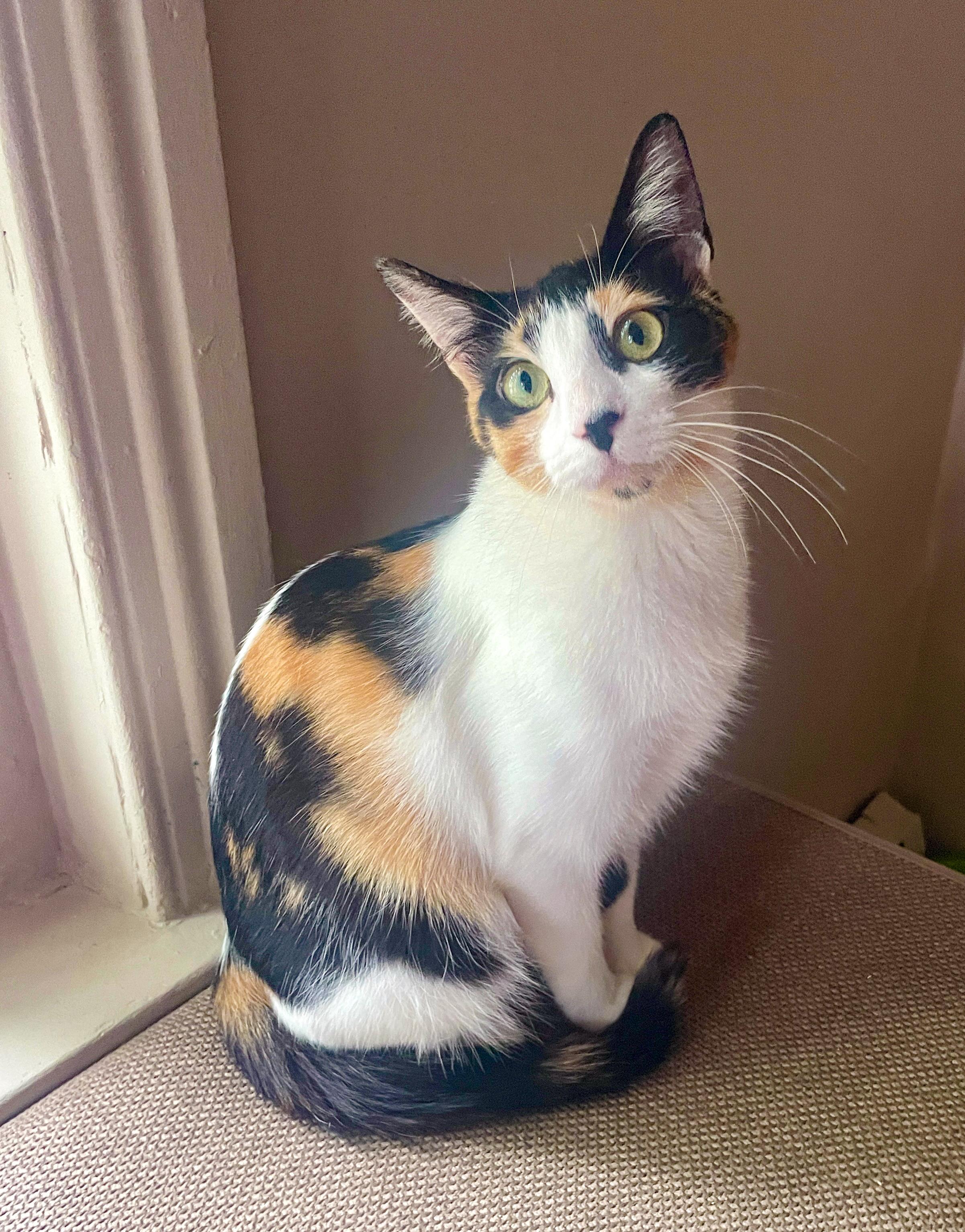 Aster, Adoptable, Young Female Calico.