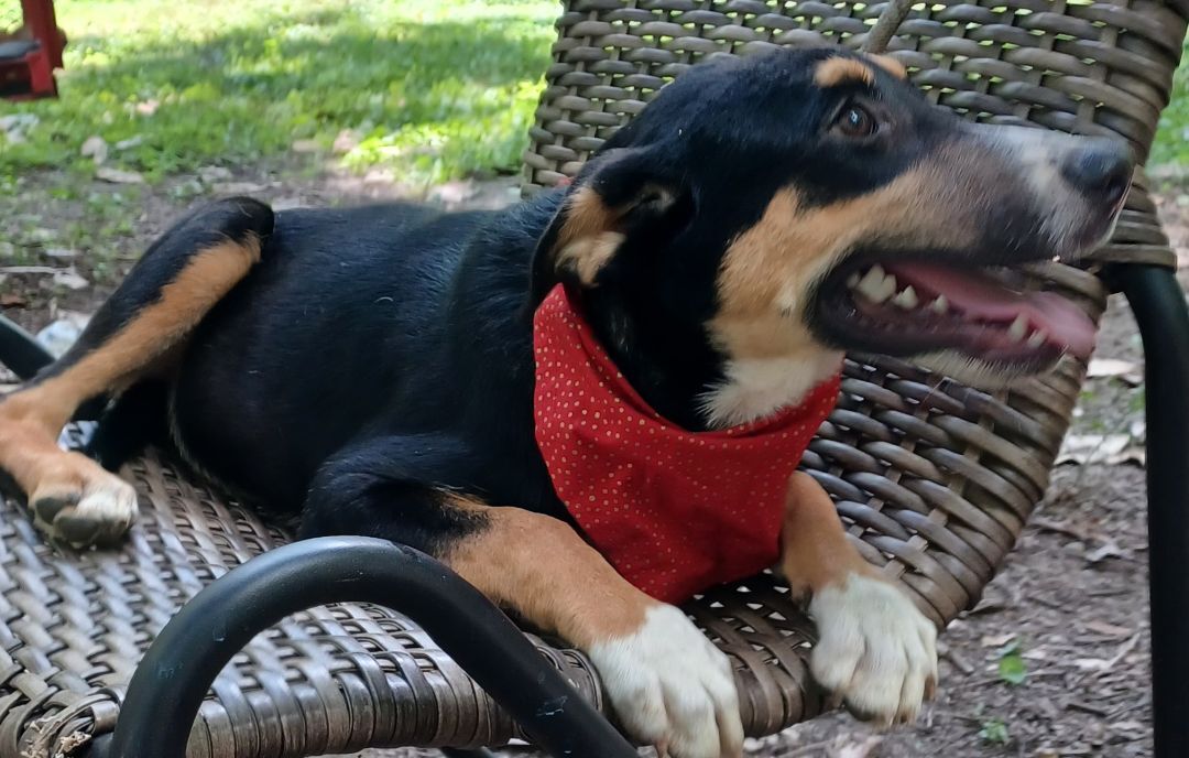 Ellijay(Ellie), a Adoptable mixed breed in Chattanooga, TN image 1/9