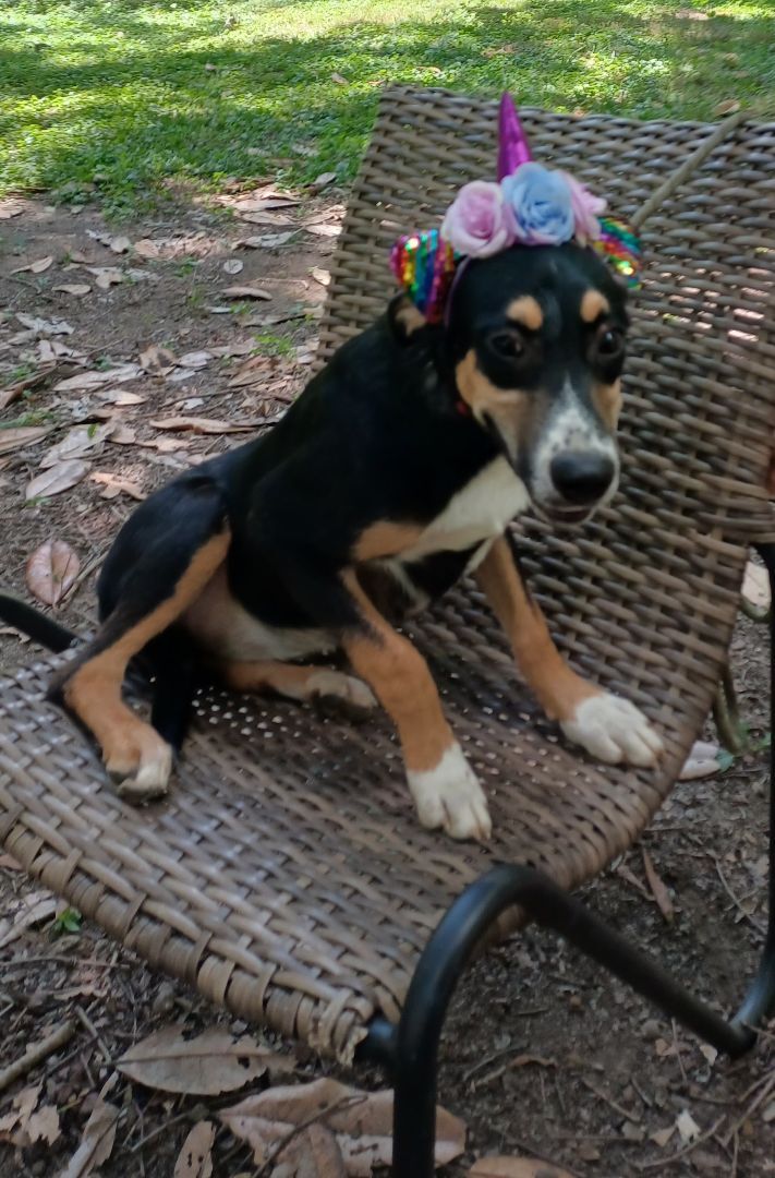 Ellijay(Ellie), a Adoptable mixed breed in Chattanooga, TN image 2/9