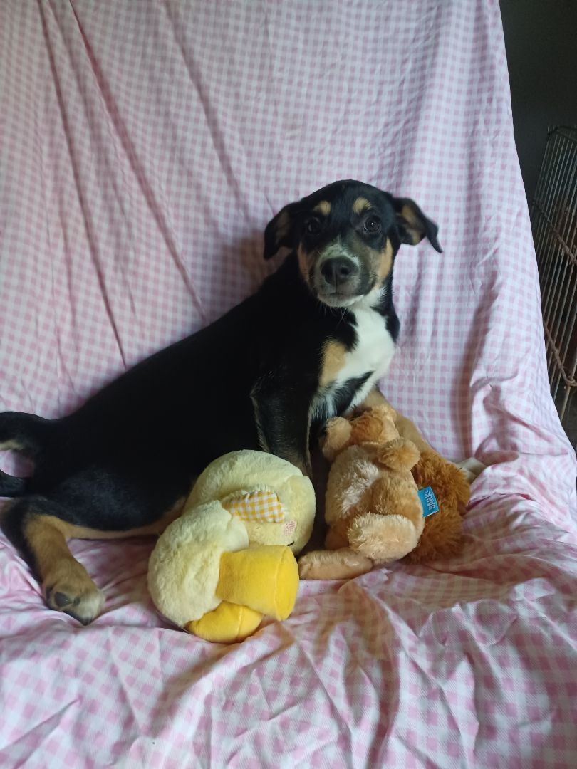 Ellijay(Ellie), a Adoptable mixed breed in Chattanooga, TN image 3/9