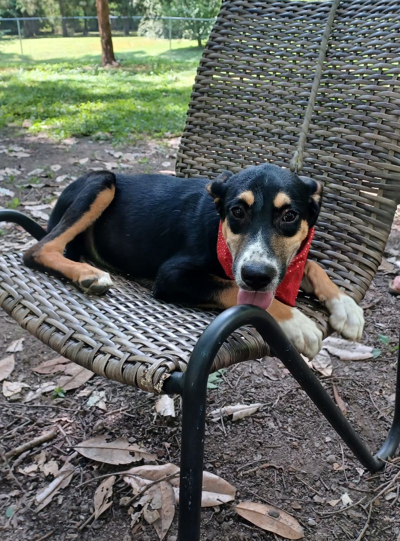 Ellijay(Ellie), a Adoptable mixed breed in Chattanooga, TN image 4/9