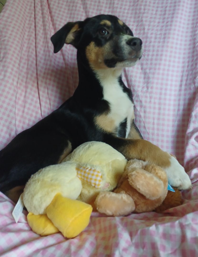 Ellijay(Ellie), a Adoptable mixed breed in Chattanooga, TN image 5/9