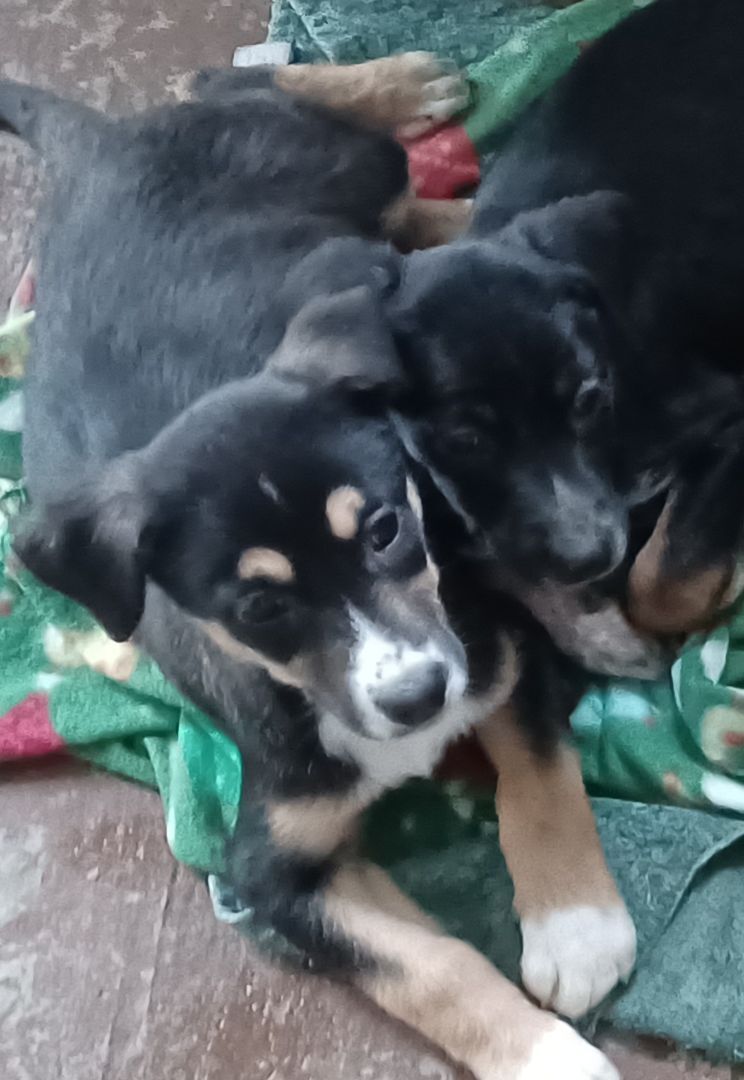 Ellijay(Ellie), a Adoptable mixed breed in Chattanooga, TN image 6/9