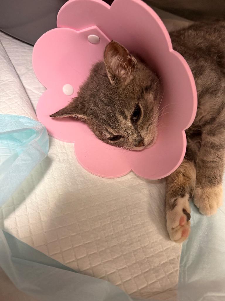 PIPER, Adoptable, Kitten Female Domestic Short Hair.