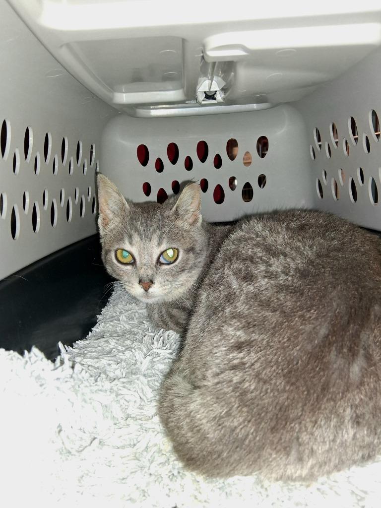 Enlarge PIPER, a Adoptable mixed breed in Wintersville, OH image 2/3