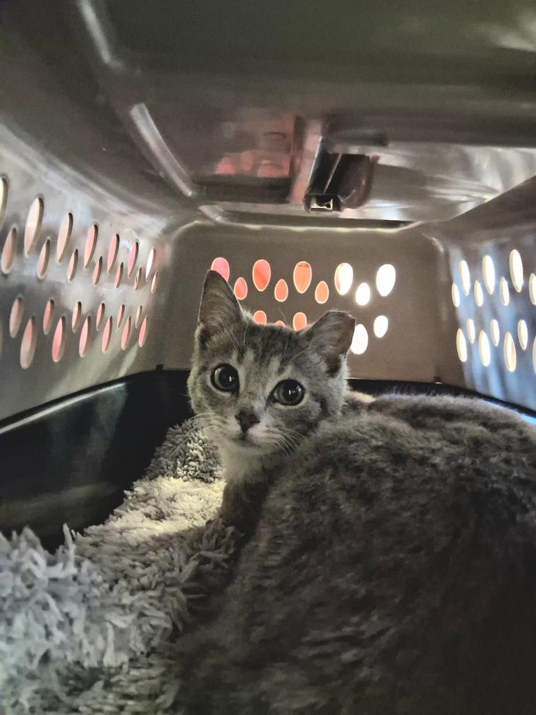 Enlarge PIPER, a Adoptable mixed breed in Wintersville, OH image 3/3