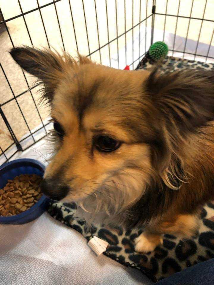 Mako, Adopted, Adult Male Chihuahua.