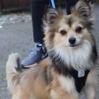 Mako, a Adopted mixed breed in Covington, WA image 2/6