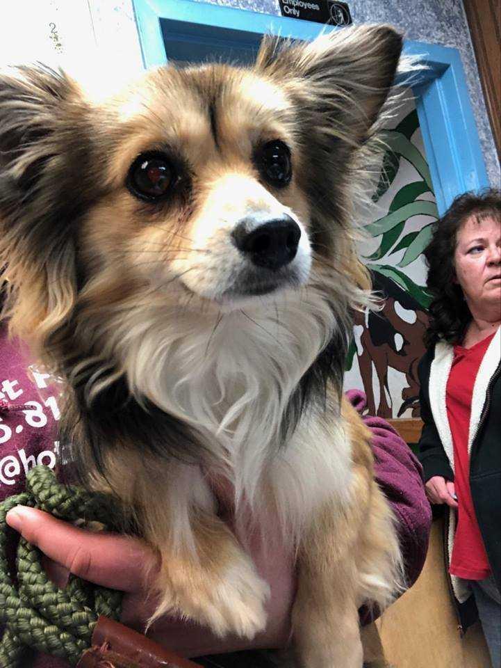 Mako, a Adopted mixed breed in Covington, WA image 3/6