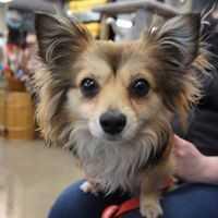 Mako, a Adopted mixed breed in Covington, WA image 4/6