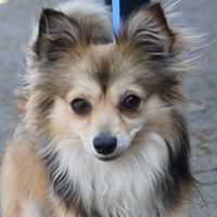 Mako, a Adopted mixed breed in Covington, WA image 5/6